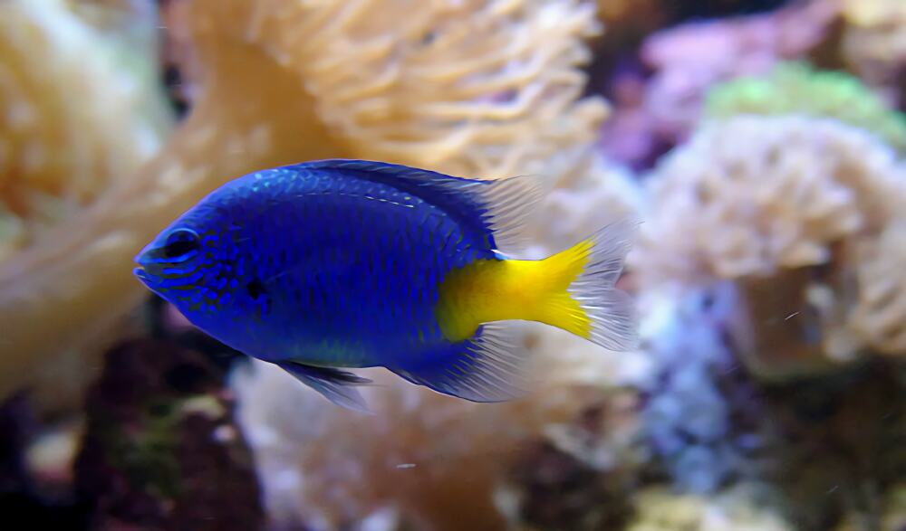 黄尾蓝魔鬼身份信息