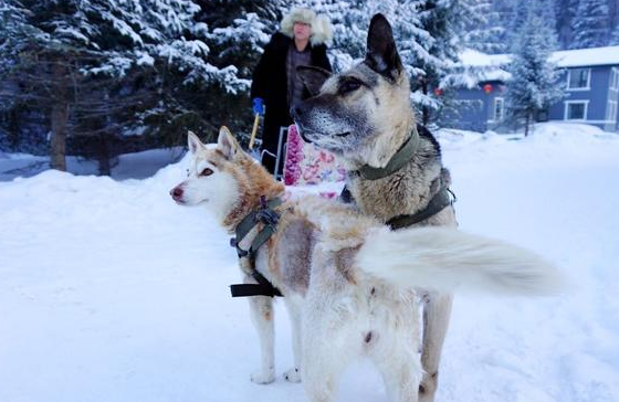 女主人让雪橇犬帮忙拿衣服,结果狗狗会错了意
