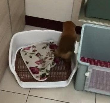 主人家拿狗狗床垫子去洗,去接个电話的时间,回来见到这幕心都化了