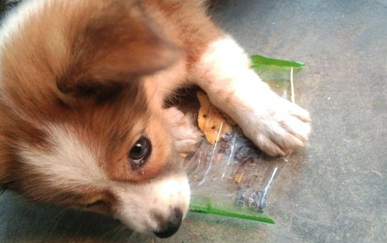 流浪小奶狗饿坏了直舔包装袋子,女生掏出零食后,小家伙立刻凑回来