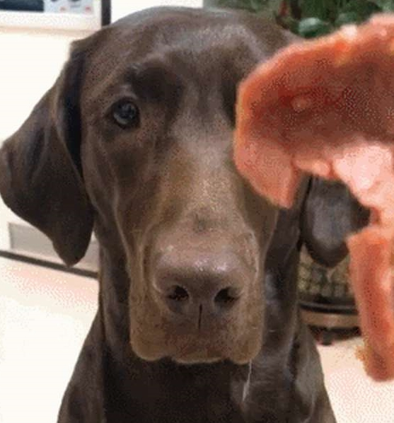 养了拉布拉多犬之后,生活开始发生巨变,再也不敢养了!