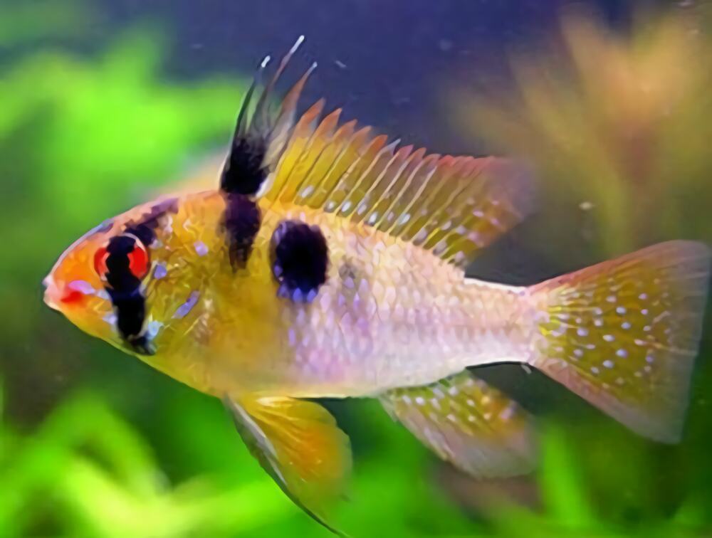 七彩凤凰鱼身份信息