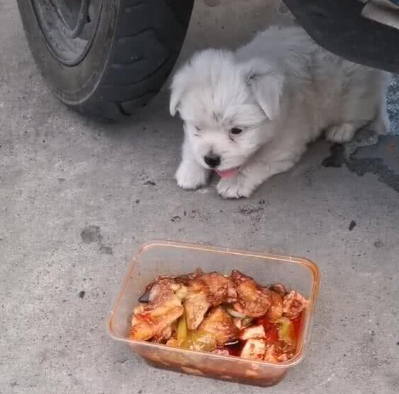 小流浪犬狗饿的不行,女人送上一盒辣菜,确实令人瞠目结舌