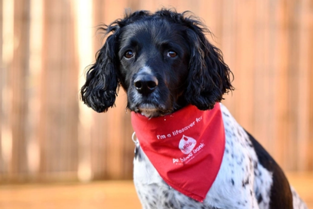 宠物狗也能献血:英国猎犬献血6年