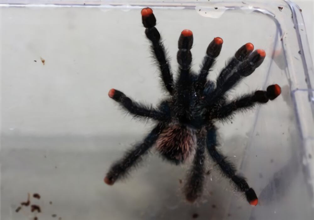 厄瓜多尔羊毛粉红趾身份信息