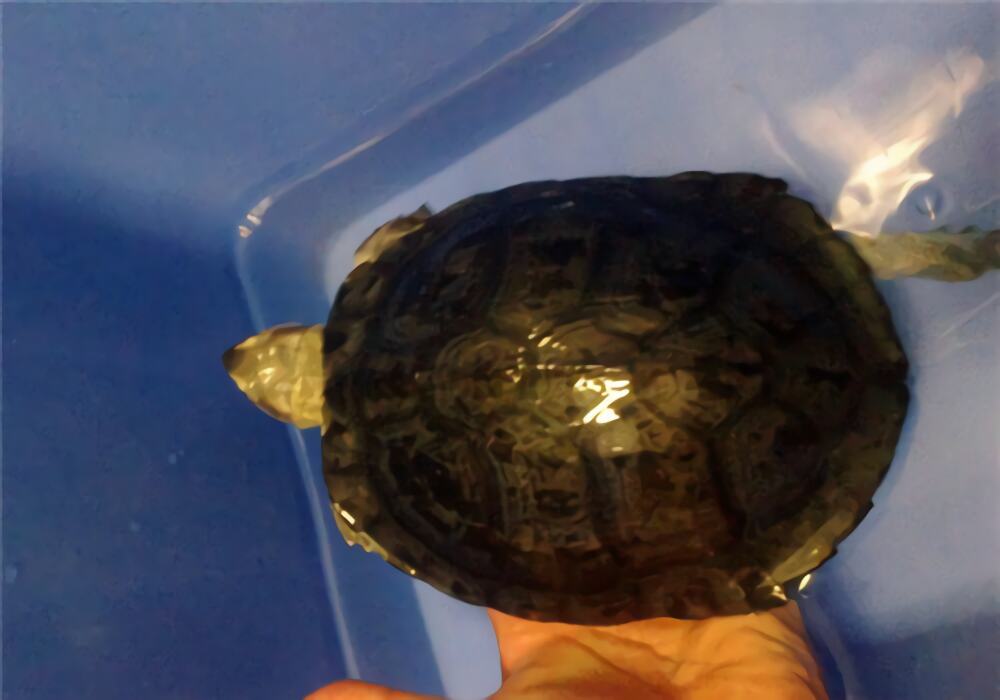 粗颈龟身份信息