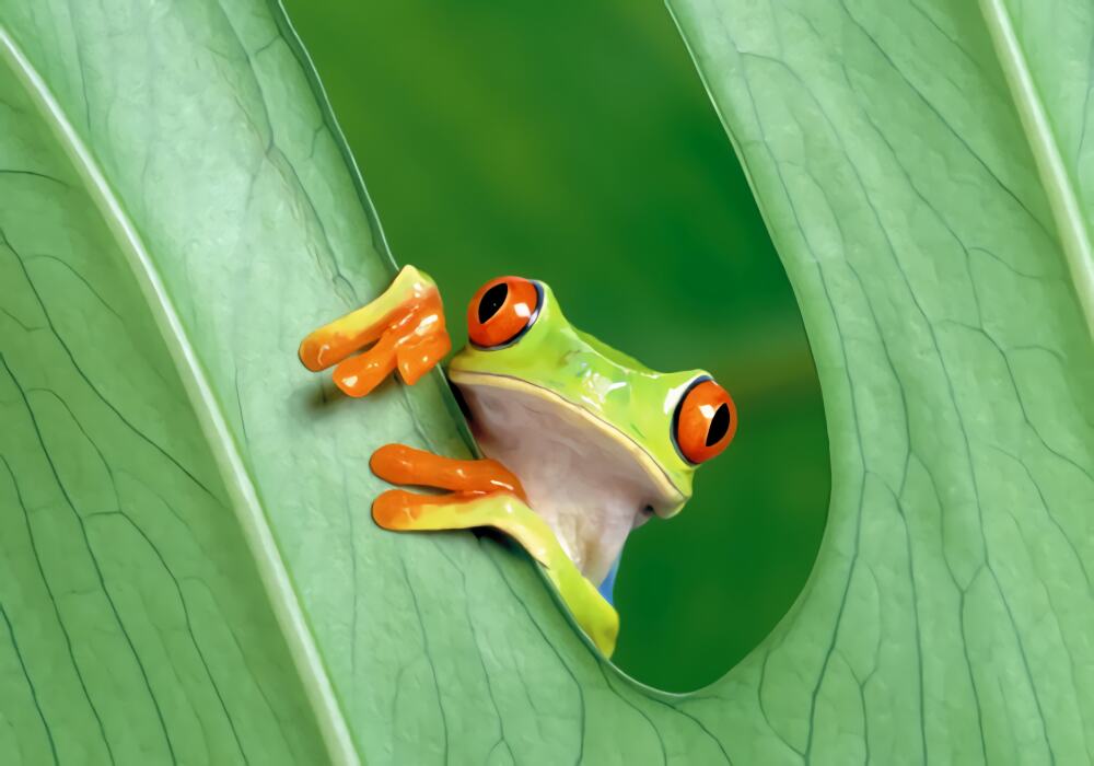 中国树蛙身份信息