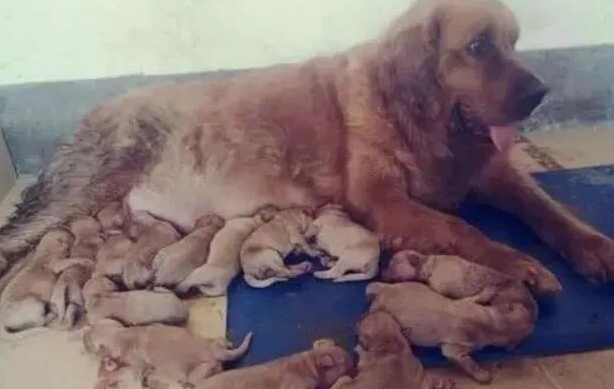 金毛怀孕做了准妈妈,女主人激动不已,生下狗崽后她却瞬间傻了眼