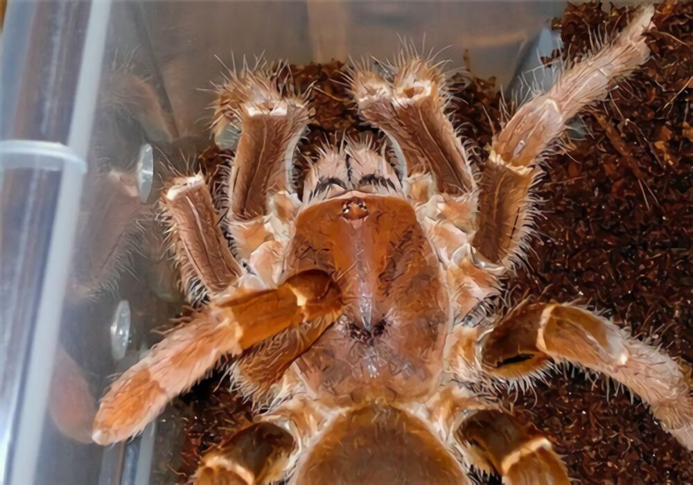 铁锈红巴布身份信息