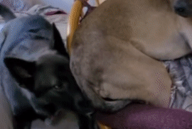 看到主人在游戏里撸狗，狗子气炸直接开骂，这是连电子醋都吃？