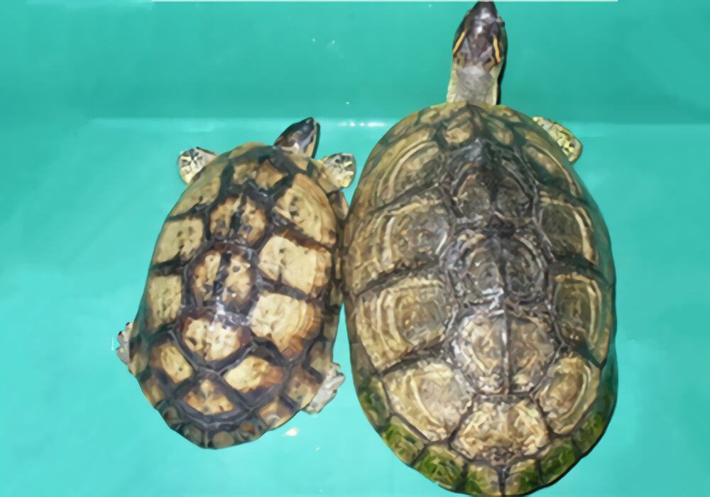 犁沟木纹龟身份信息