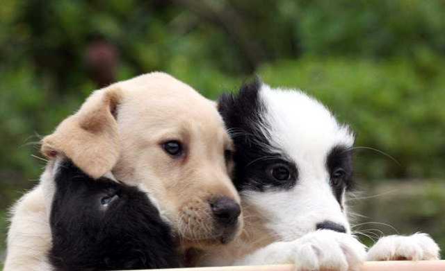 开车撞了小狗，扬长而去算不算肇事逃逸？看完你就知道了