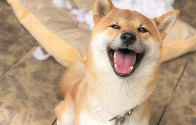 田园犬趁主人没有瘋狂拆家,柴犬见后不服气:我算是拆家小能人