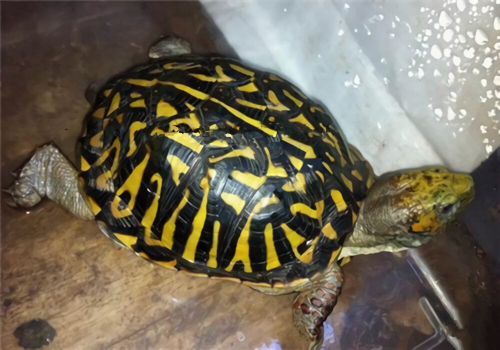 北部锦箱龟身份信息