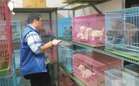 不法商人非法繁殖 宠物坊变猫狗炼狱