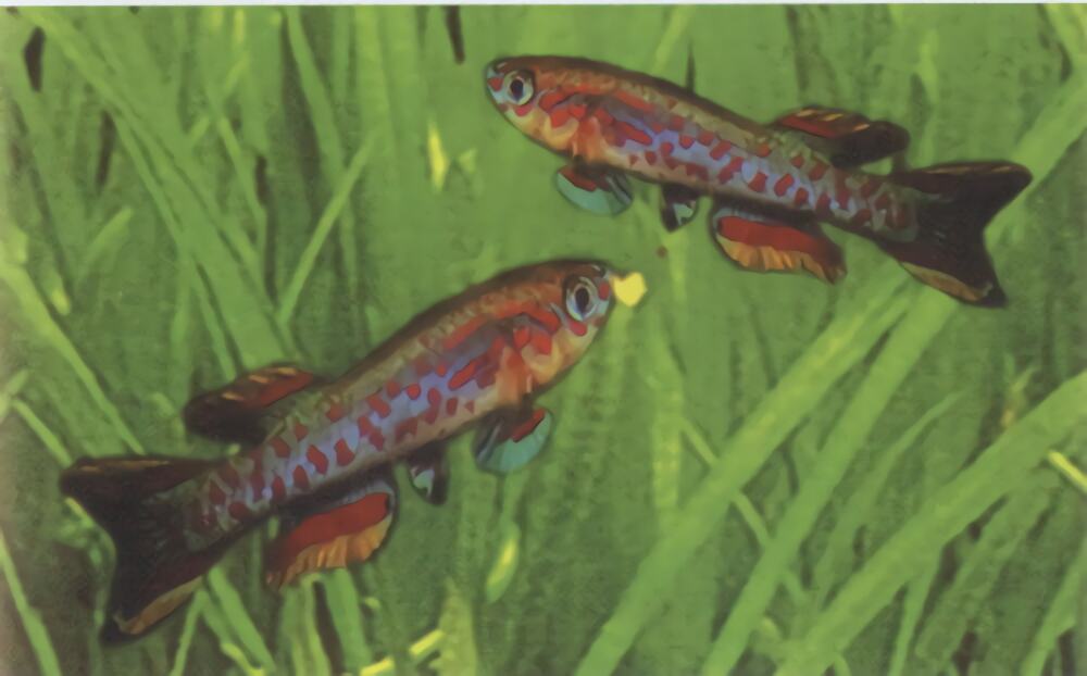 五彩琴尾鱼身份信息