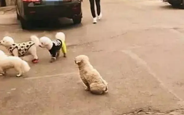 幸福宠物狗被的主人叫走,流浪狗傻看一脸羡慕,路人忍不住:抱走