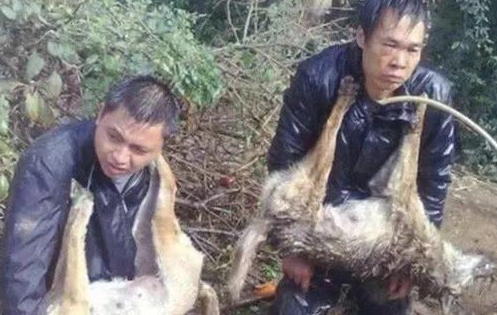 狗贩子入村偷狗,正巧被被村民逮个正着,处罚方法令人竞相关注