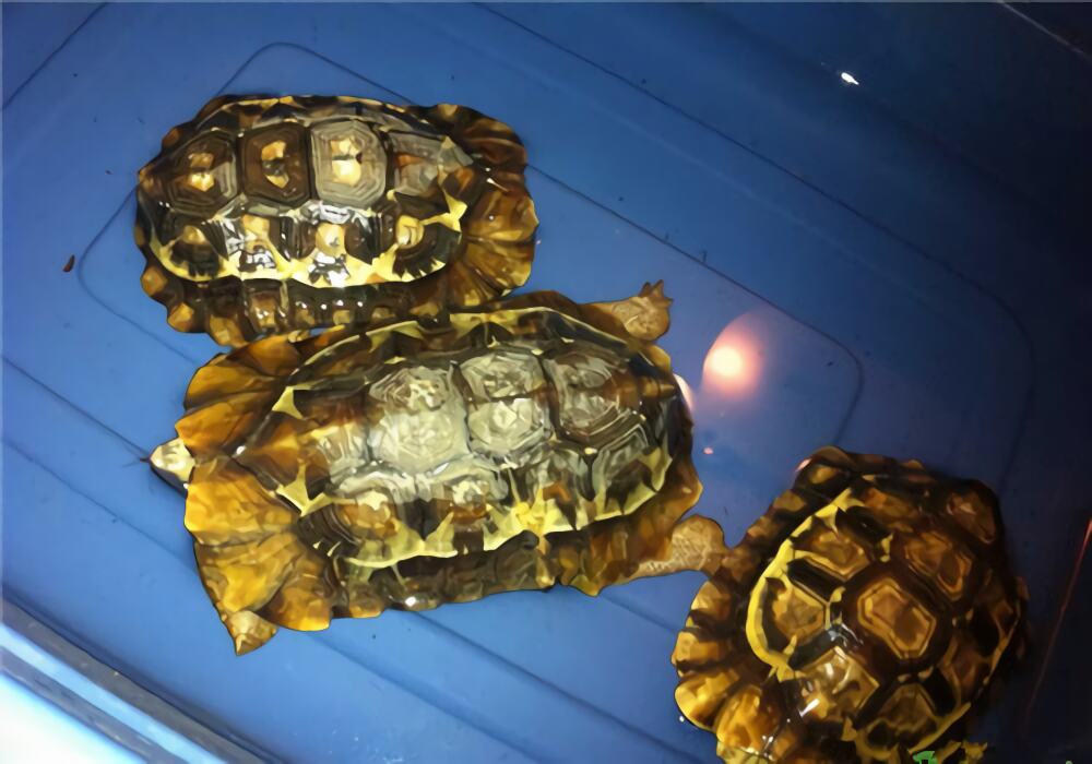 非洲折背陆龟身份信息