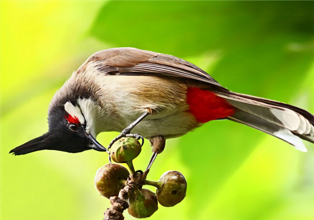 红耳鹎身份信息