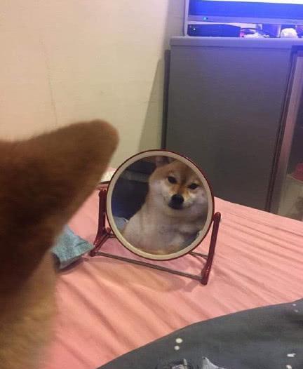 铲屎官化完妆忘收镜子, 意外看到柴犬臭美一幕, 第一次见狗子被帅笑了