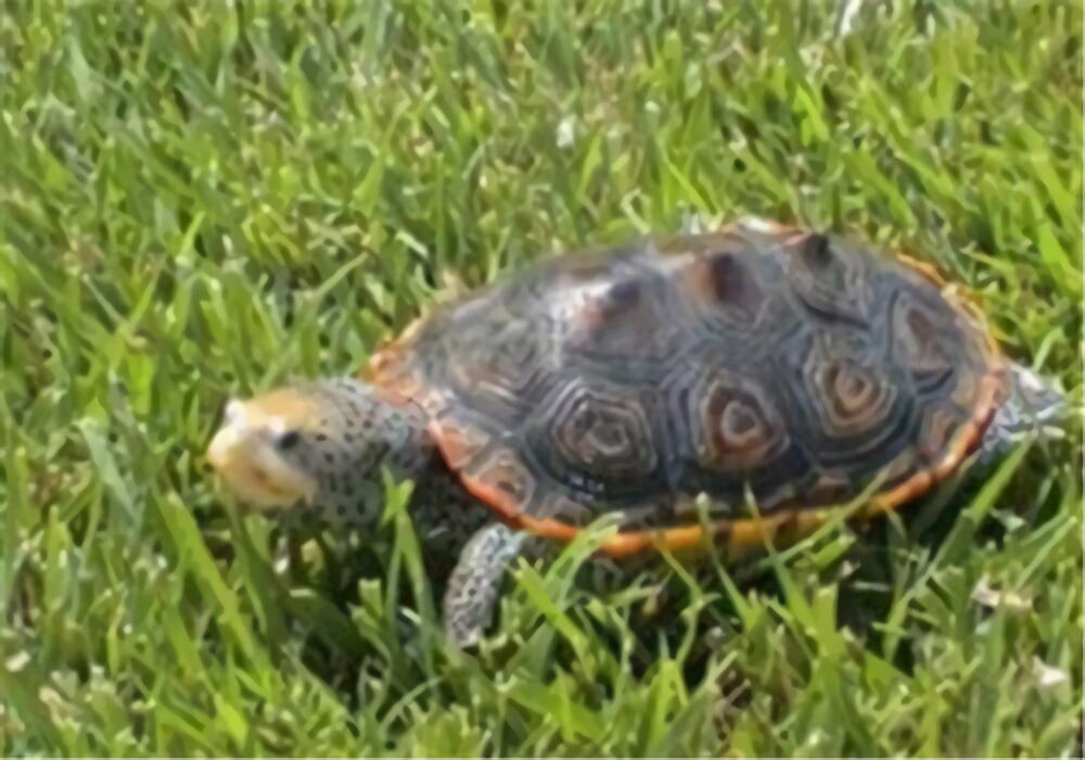 德州锦钻纹龟身份信息