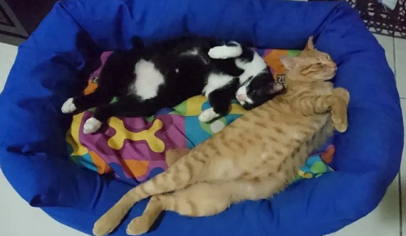 捡了只小奶猫让狗子带,没想到这货长大后居然比狗还大只!