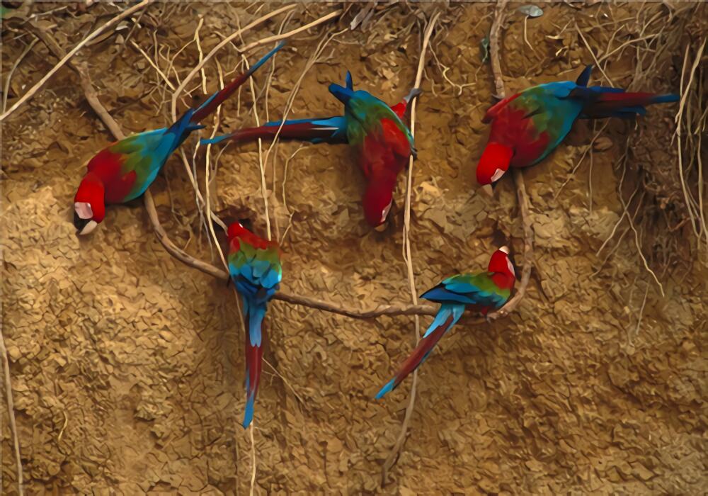 绿翅金刚鹦鹉身份信息