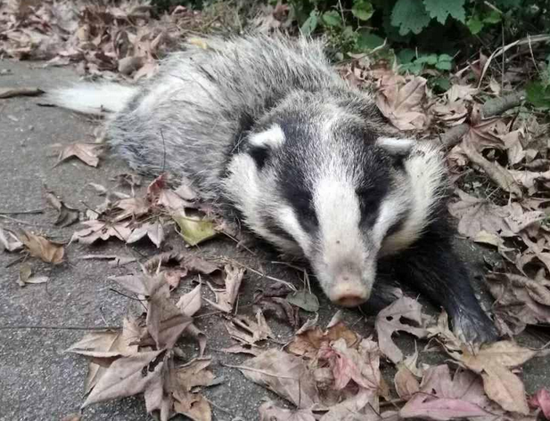 神奇动物现身菜园，鼻子像猪，身体像狗