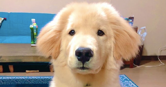 金毛和秋田犬的混血,继承了爸妈的所有优点,看起来太可爱了!