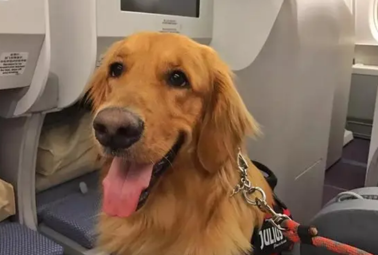 只要800元!抱着猫狗坐飞机 海南航空推出客舱宠物运输服务