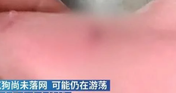 注意安全!江苏南通发现一条疯狗四处游荡,已咬伤21人