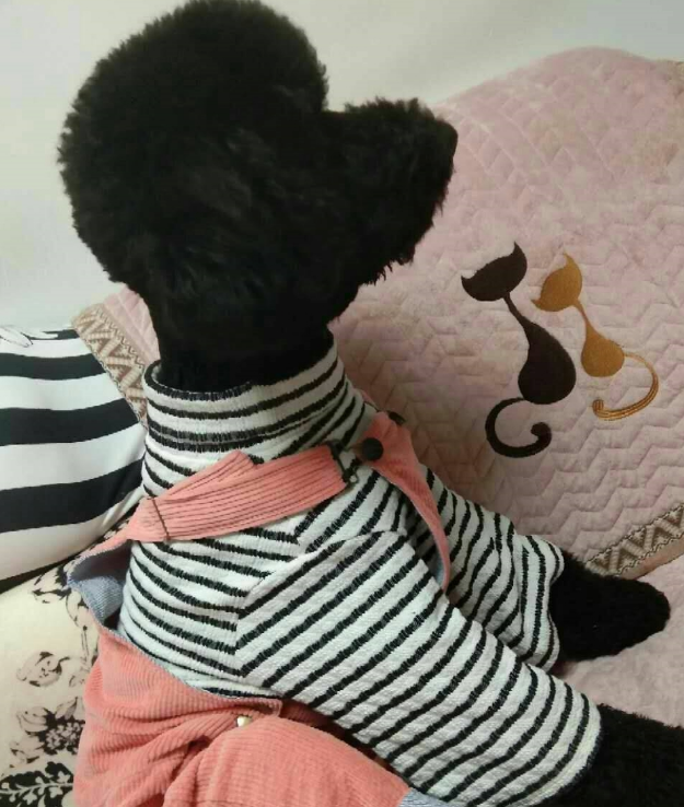 泰迪犬被打扮成了家庭主妇,但它的内心还只是个孩子,看它多可爱
