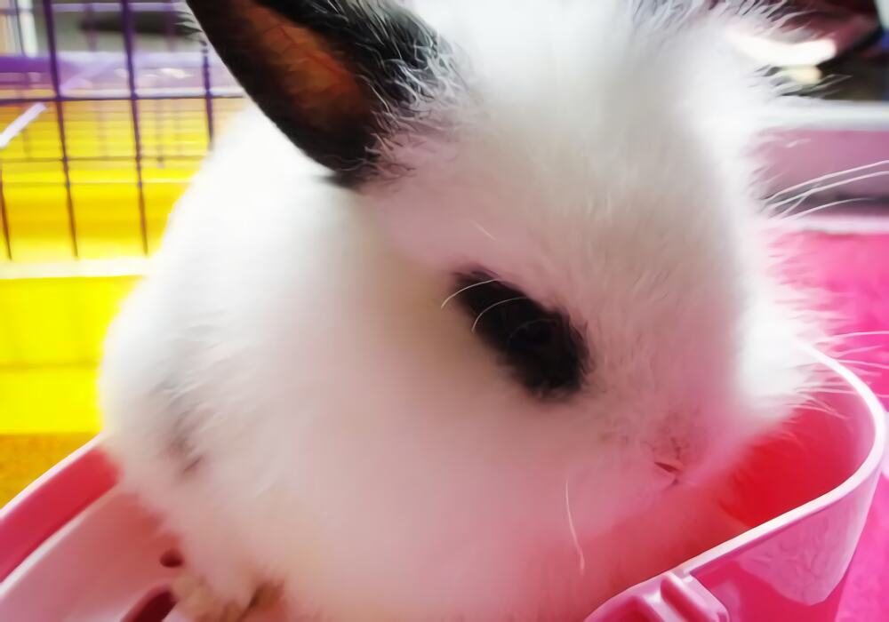 西施兔身份信息