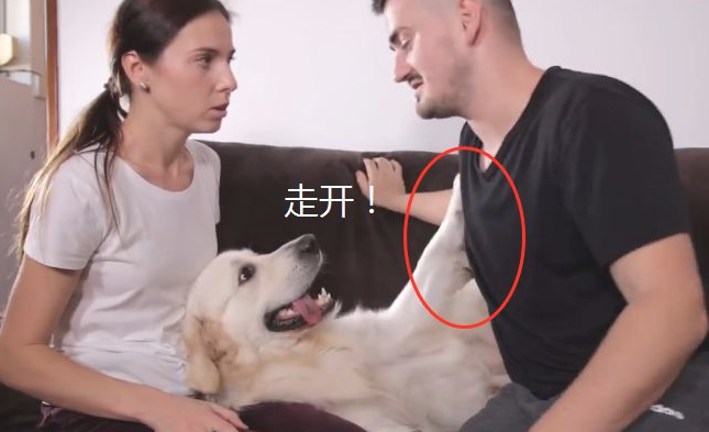 主人在金毛眼前“撒狗粮”,結果却悲剧了,考虑到下单身汪吧