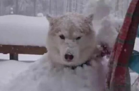 哈士奇把主人堆的雪人弄没了,于是主人一生气把二哈堆成了雪狗
