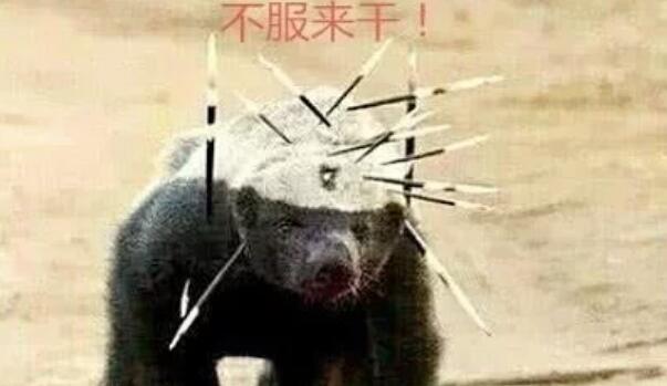 社会平头哥大战凶猛的比特犬, 到底谁更强悍? 结局让人意外