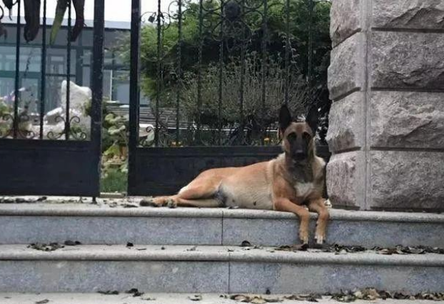 退休工作犬遭遗弃孤独等死,一只三花猫的出现改变了一切!