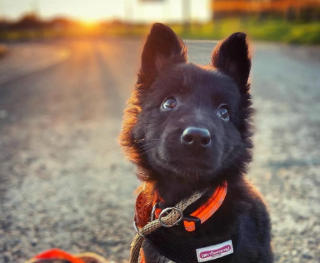 穿警服的大魔头:马犬,从小喽啰到C位的逆袭