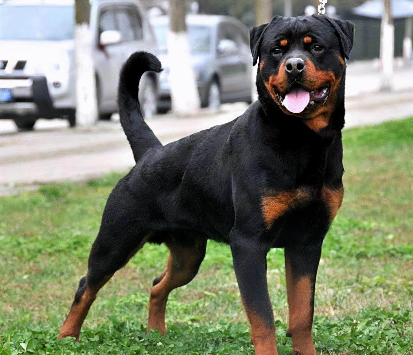 全世界公认5大“出色警犬”,中国犬种榜上有名