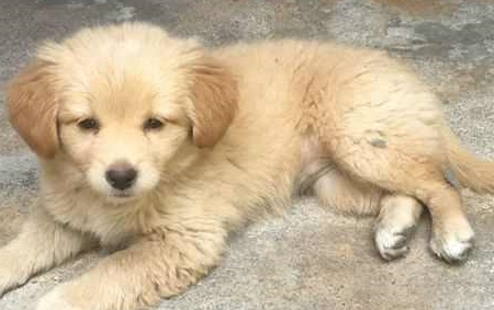 花300网购的金毛犬，三天后收到狗一看，网友：我是不是被骗了