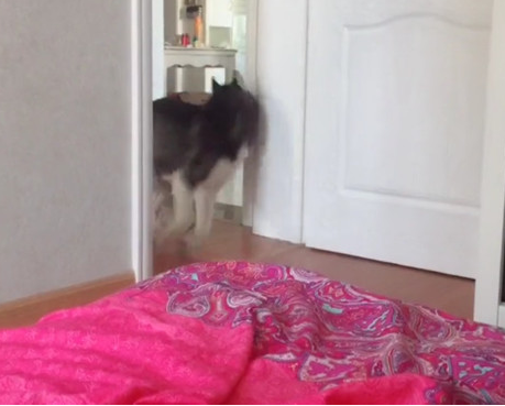 主人严禁狗狗进卧房,二哈不信频繁观察,被发觉后转头就开赛