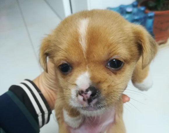 小土狗去店内供暖却被强制丢出门口,女生路过外伸援助之手,打动