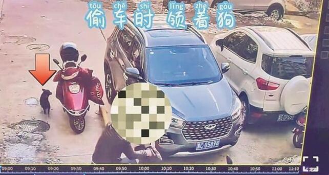 小偷宠物狗监控中频“出镜” 助警方破获系列盗窃电瓶车案