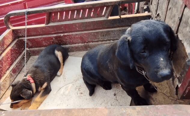 以为跟对了主人，拉布拉多兴奋在狗市狂奔，直到看到笼子后，一切都晚了