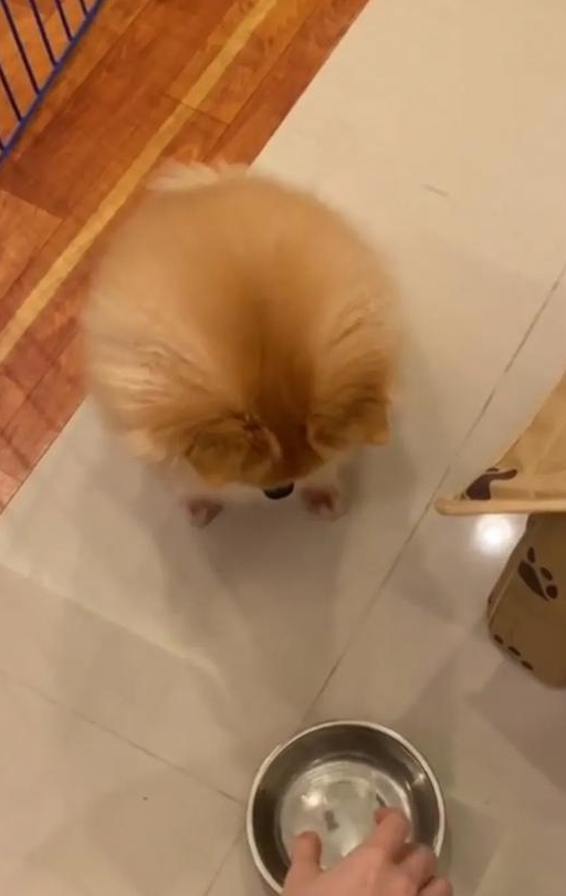 当狗发现碗里只有两个狗粮时,你能自己数数吗?