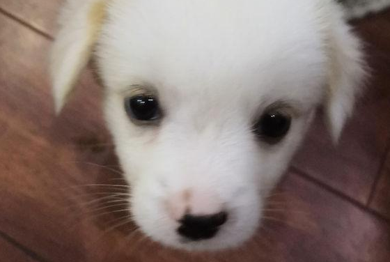 女孩捡到只小博美,二天后获知狗狗是串儿后,偷偷把它送到了原来地方