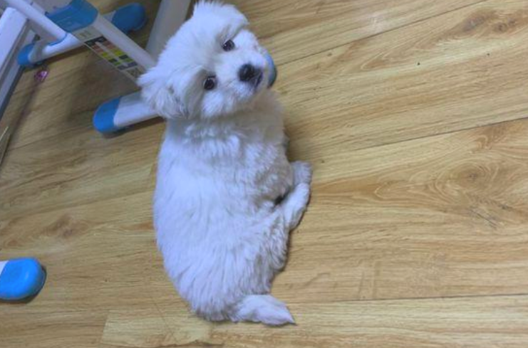 回家了时被流浪犬拦下去向,女生轻轻地踢一下,狗狗行为让人啼笑皆非