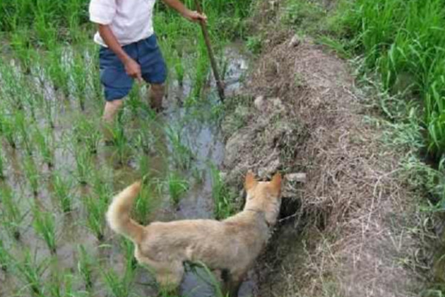 狗狗冲着超级黑洞不断乱叫,铲屎官好奇心走以往查询,猛然花开富贵