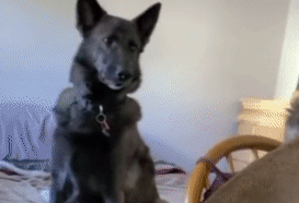 看到主人在游戏里撸狗，狗子气炸直接开骂，这是连电子醋都吃？